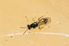 Euplectrus sp.